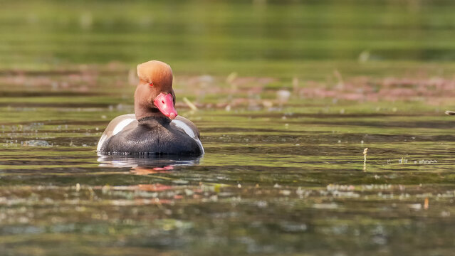 A colorful Red-crested Pochard (Netta rufina) in water at Chupi Char. Purbasthali, Bardhaman, West Bengal, India