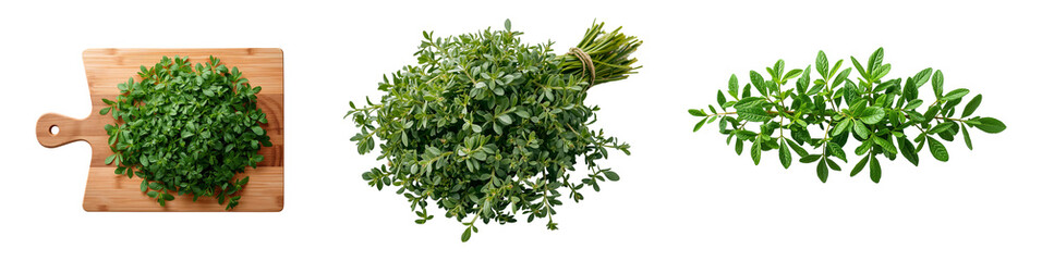 Fototapeta premium Fresh raw Oregano isolated on a transparent background