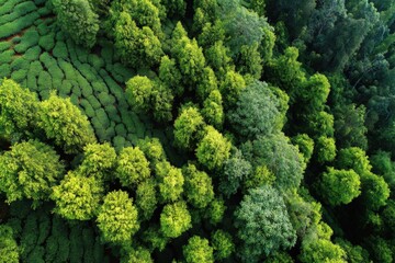 Naklejka premium Aerial view of lush green forest with diverse tree canopy