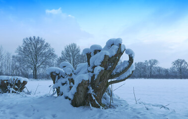 Baumstumpf im Winter