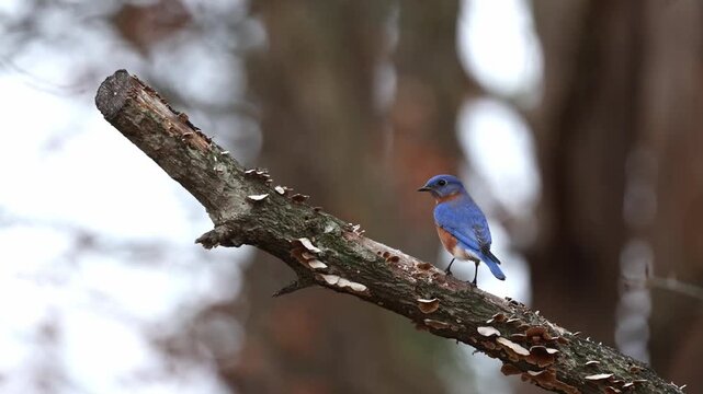 Eastern bluebird perched on mossy branch. 