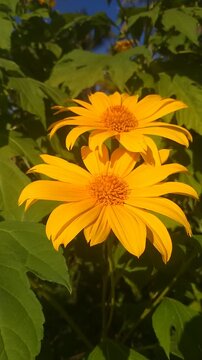 This beautiful Sunflower is Captured in Natural light, Showcasing its Bright Yellow Petals and Intricate Details. Yellow flower in the Outdoor garden. A Cinematic gentle breeze swaying.