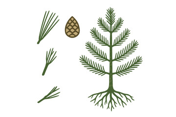 Obraz premium Understanding the structure of a conifer tree using detailed diagrams of its leaves, cone, and roots