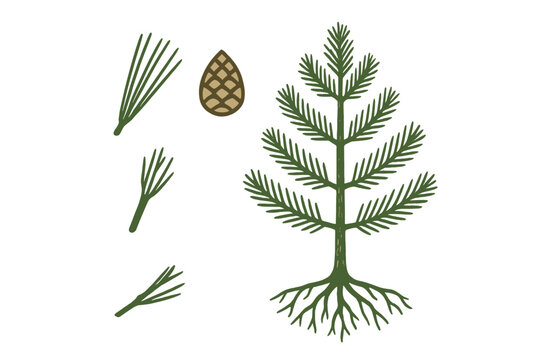 Understanding the structure of a conifer tree using detailed diagrams of its leaves, cone, and roots