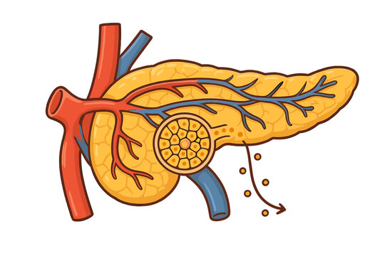 Illustration shows human pancreas with blood vessels and insulin secretion process in clear details for educational purposes