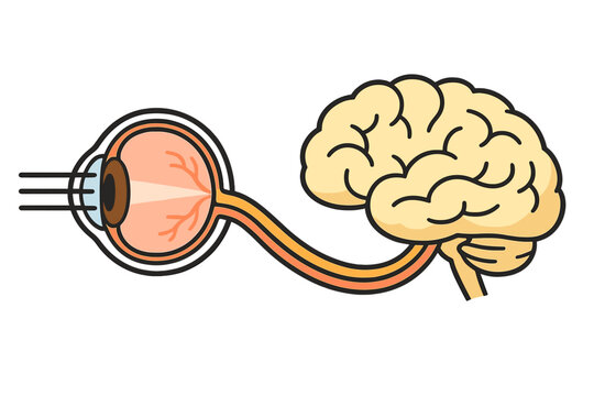 Diagram shows connection between eye and brain during visual processing activities in the human body