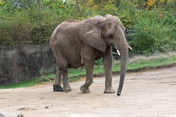An elephant walks along in a clearing among boulders and trees
