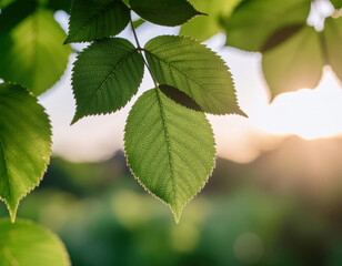 Nature close-up of vibrant green leaves in a lush environment at sunset for botanical photography
