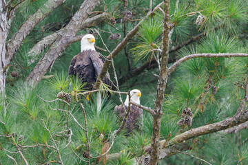 American Bald Eagle pair sitting in pine trees at West Point Dam in Alabama.