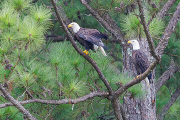 American Bald Eagle pair sitting in pine trees at West Point Dam in Alabama.