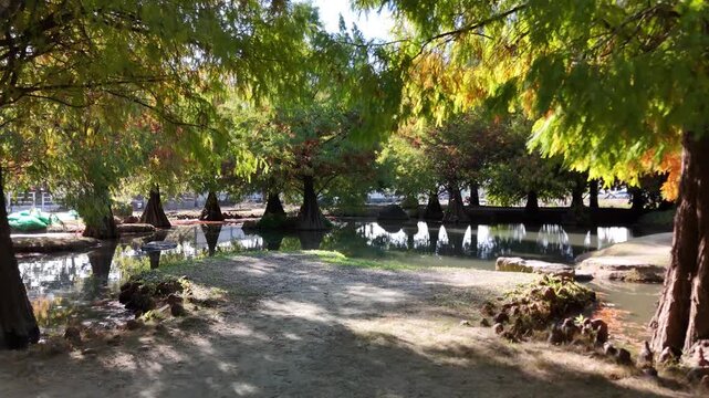 B roll of taxodium distichum a wetland conifer showing elegant form strong water tolerance and seasonal leaf color changes from fresh green to golden brown