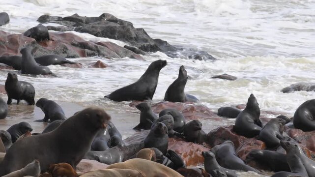 A Cape Colony fur seal enjoys the sea waves at Cape Cross in Namibia.