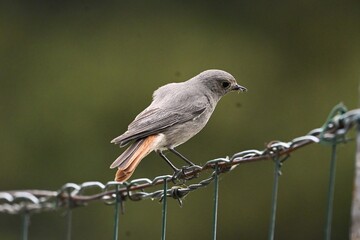 rouge queue  © Dorian