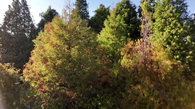 B roll of taxodium distichum a wetland conifer showing elegant form strong water tolerance and seasonal leaf color changes from fresh green to golden brown