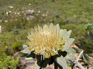king protea, Protea cynaroides