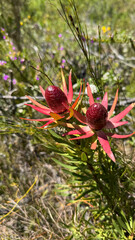 gum-leaved conebush, Leucadendron eucalyptifolium, Protea