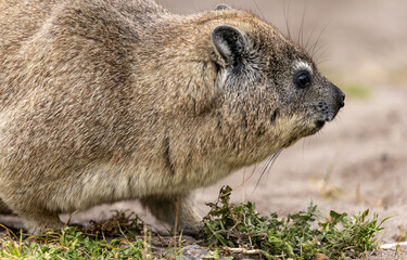 Klippschliefer, Procavia capensis