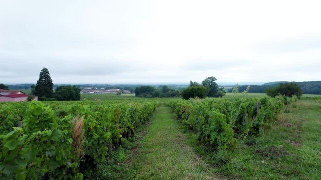 vue drone vignes