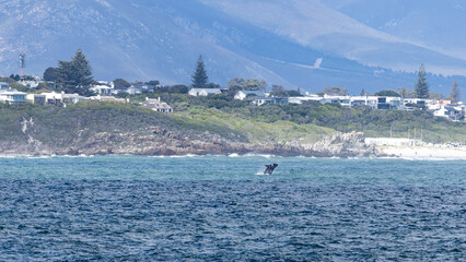 jumping Southern right whale near Hermanus