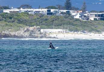 jumping Southern right whale near Hermanus