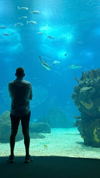 Man Standing in Front of Large Aquarium Tank Watching Sharks and Fish
