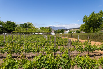 wine farm in South Africa, Stellenbosch