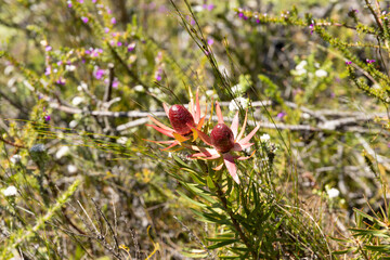 gum-leaved conebush, Leucadendron eucalyptifolium, Protea