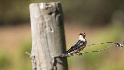 greater striped swallow, Cecropis cucullata