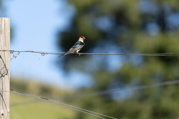greater striped swallow, Cecropis cucullata