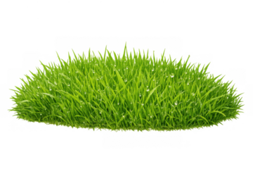 Fresh green grass patch with dew drops, showing new growth and nature, isolated on transparent background