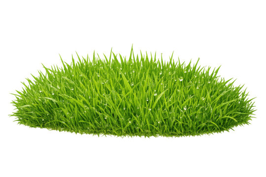 Fresh green grass patch with dew drops, showing new growth and nature, isolated on transparent background