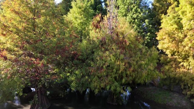 B roll of taxodium distichum a wetland conifer showing elegant form strong water tolerance and seasonal leaf color changes from fresh green to golden brown