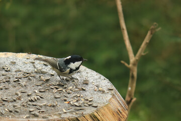 Tannenmeise auf dem Futterplatz