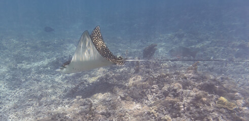 A Spotted eagle ray (Aetobatus narinari) in shallow water at lagoon of Petite Terre islet - Caribbean island Guadeloupe

