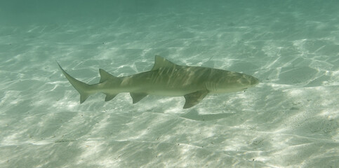 Lemon shark (Negaprion brevirostris) in shallow water at lagoon of Petite Terre islet - Caribbean island Guadeloupe