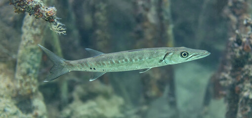Close-up view of a young barracuda between mangrove roots - Mangrove islets north of Sainte-Rose, Caribbean island Guadeloupe
