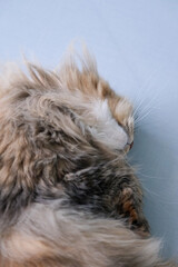 Obraz premium Cute fluffy white cat lying on the floor with funny pose. Mixed breed cat between Maine Coon and Scottish Fold.