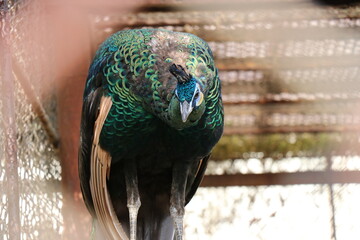 Fototapeta premium 那須ワールドモンキーパーク、那須、栃木県