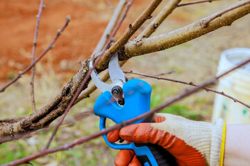 Hand gardener cuts branch using pruning shears in garden, preparing plants for coming spring season.