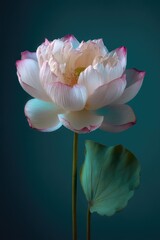 A single lotus blossom with pink-edged petals against a dark teal backdrop