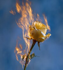A yellow rose engulfed in flames against a hazy blue backdrop