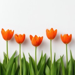 Five vibrant orange tulips with green stems and leaves arranged against a bright white backdrop