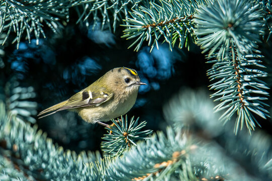 The goldcrest (Regulus regulus)