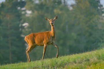 A european red deer in the nature habitat. Cervus elaphus. A doe walks on the horizon, a forest is in the background. 