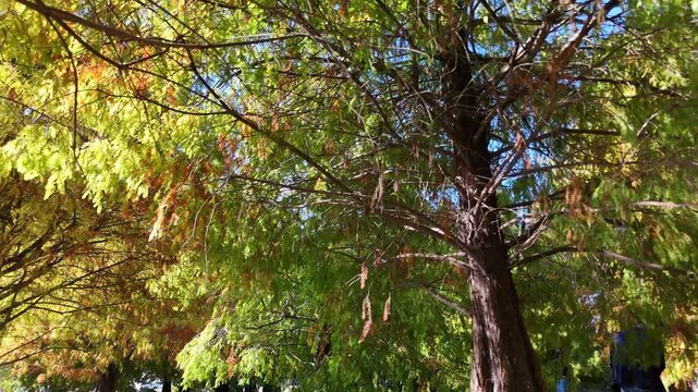 B roll of taxodium distichum a wetland conifer showing elegant form strong water tolerance and seasonal leaf color changes from fresh green to golden brown