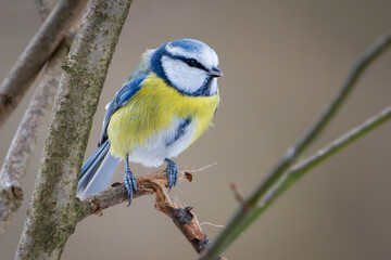 Blaumeise © Michael