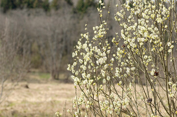 spring willow blossom with catkin in countryside meadow