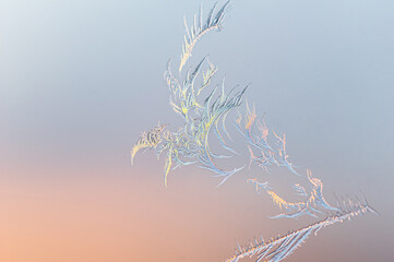 Winged Bird Frost Silhouette on Window