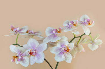delicate speckled orchid bloom on beige background