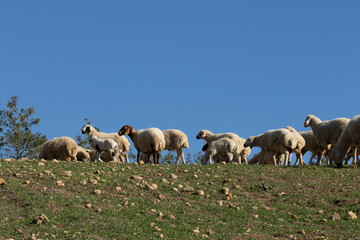 Fototapeta premium A flock of Akkaraman sheep grazing in the Taurus Mountains, north of Adana in the Mediterranean region.